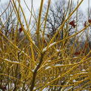45-60cm Red Osier Dogwood Hedging | Cornus stolonifera 'Flaviramea' | Bare Root